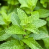 MENTA HIDROPONICA