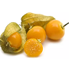 PHYSALIS